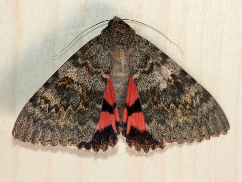 Catocala elocata, Erebidae